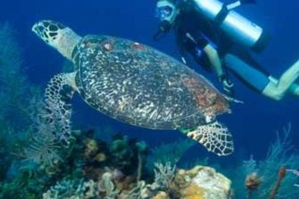 diving.jpg