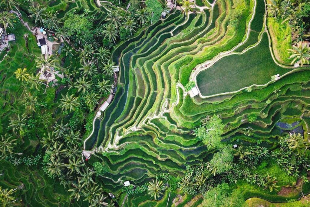 exotic-bali-2.jpg